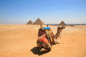 Kairo Pyramids camel - Egypt 0470